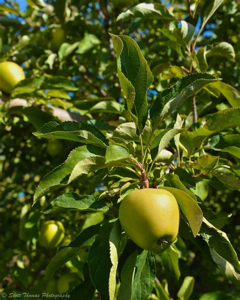 The blackfoot gollan trading co.'s best boards. Golden Fruit | It is remarkable how closely the history of ...