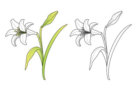 Vector Easter Lily | Design Panoply