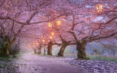 Japan Sakura Wallpapers Wallpaper Cave