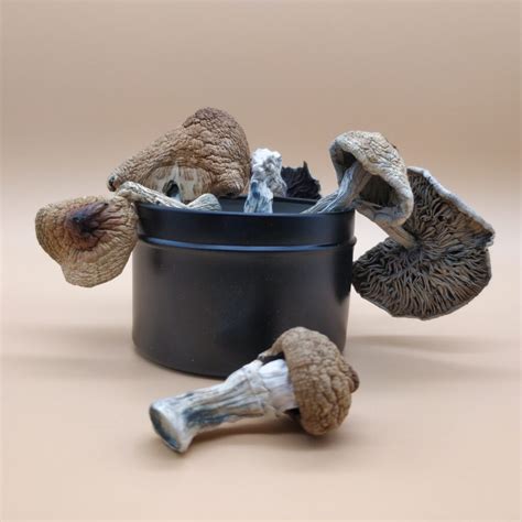 Buy Golden Teacher Dried Magic Mushrooms Shafaa