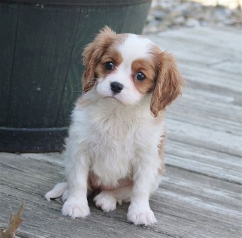 Cavalier King Charles Spaniel Puppies For Sale In Pittsburgh Pa Fudge Cavalier King Charles