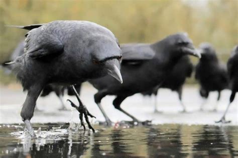 Birds Water Animals Crow Raven Wallpapers Hd Desktop
