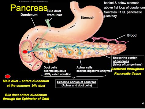 The Exocrine Portion Of The Pancreas Produces Slideshare