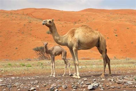 Arabian Or Dromedary Camel And Calf Camelus Dromedarius Camel