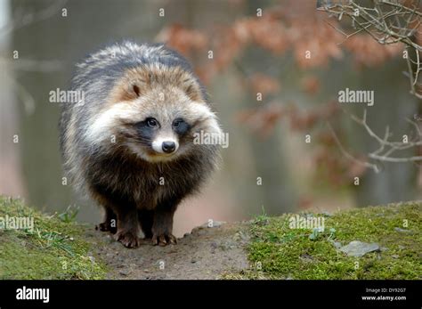 Raccoon Dog Enok Nyctereutes Procyonoides Canids Predators Animal