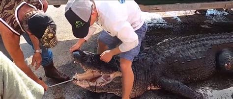 Hunters Capture Nearly 1000 Pound ‘giant Dinosaur Of A Gator The Daily Caller