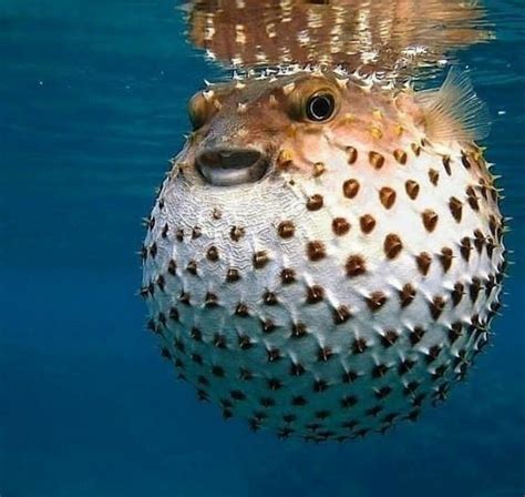 Pufferfish Ocean Creatures Beautiful Sea Creatures Ocean Life