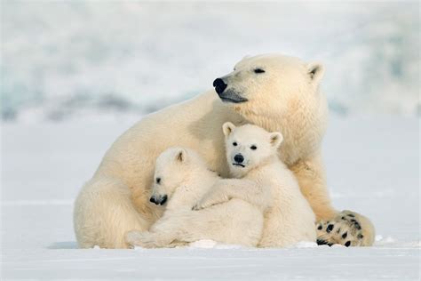 Natures Snow Bears Follows The Journey Of Newborn Polar Bear Cubs As