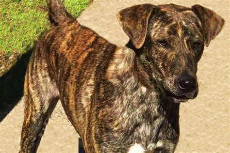 Brindle Dogs For Sale