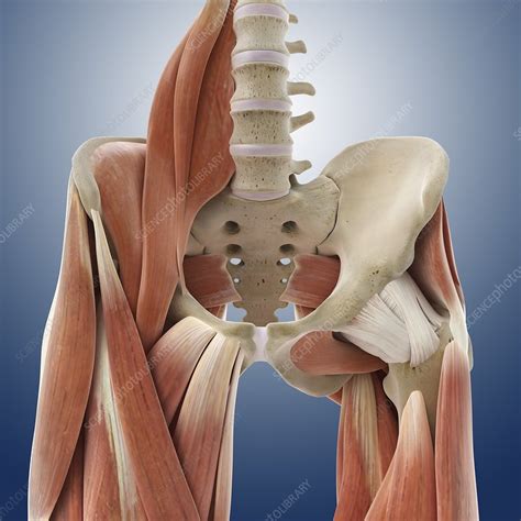 Hip Thigh Leg Muscle Anatomy