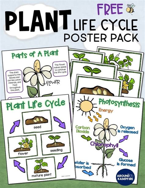 12 Sexy Ways To Improve Your Plant Life Cycle Activities For 5th Grade