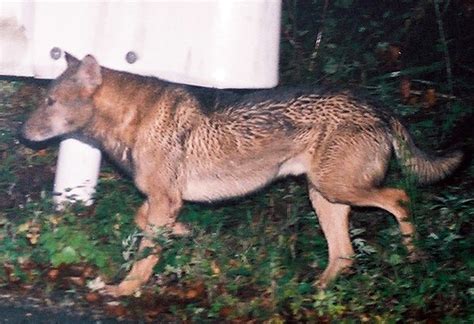 In Search Of Japans Lost Wolves Chance Encounter