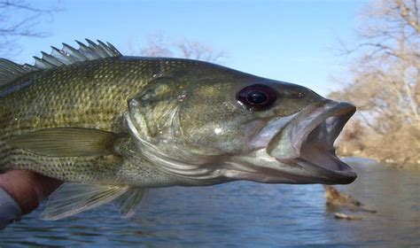 What You Need To Know About The Guadalupe Bass Details