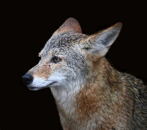 Portrait Of A Coyote Portrait Of A Coyote Robin Wechsler Flickr