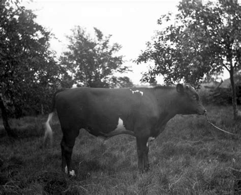Young Bull Photograph Wisconsin Historical Society