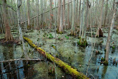 Deep In The Swamps Archaeologists Are Finding How Fugitive Slaves Kept