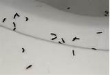 Photos of Termites Inside My House