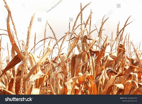 Dry Corn Field Clear Sky Background Stock Photo 2219615791 Shutterstock