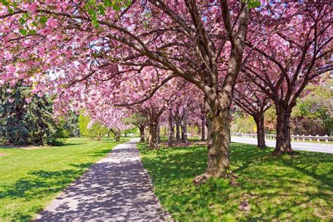Best Places To See Spring Flowers Petal Talk