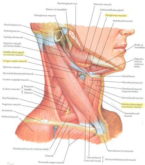 They are shown in the image below. Musculature of the lateral aspect of the neck - Netter ...