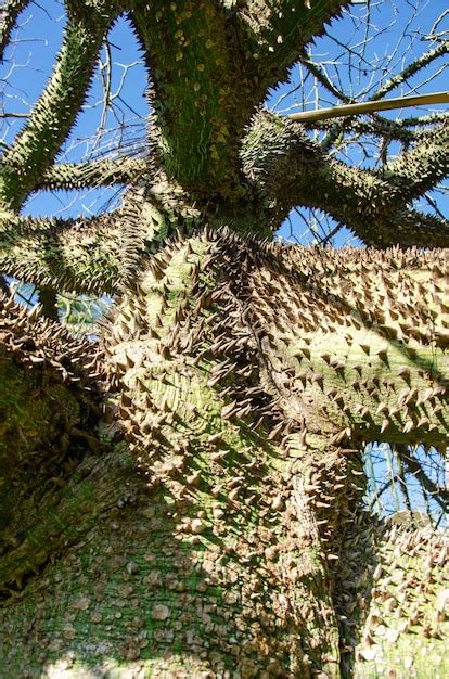 Premium Photo Closeup Of The Trunk Of An Exotic Tree Ceiba Speciosa