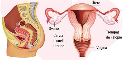 Aparato Reproductor Femenino Y Sus Partes Y Funciones