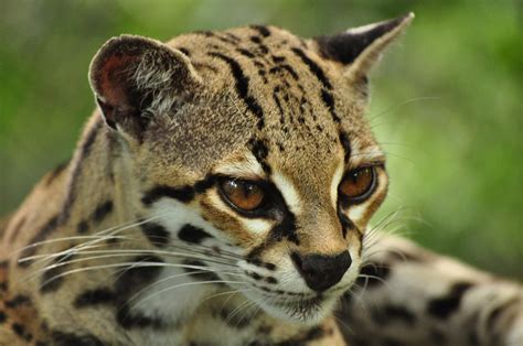 Margay Cats Margay Tiger Cat Funny Cat Wallpapers Pictures Images