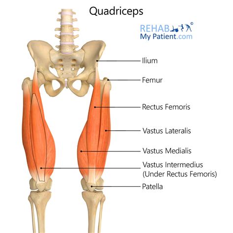 Quadriceps Diagram