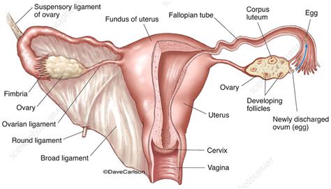 Female Reproductive System Labelled Illustration Stock Image C043 4903 Science Photo