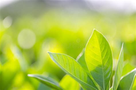 Nature View Of Green Leaf On Blurred Greenery Background In Garden