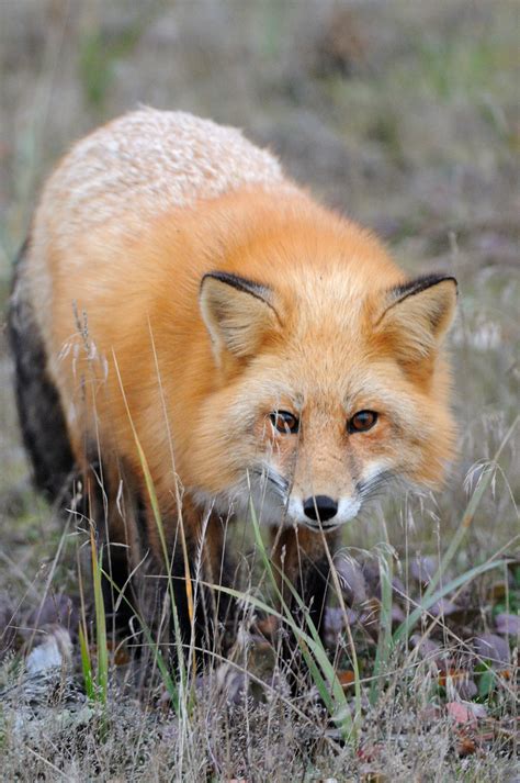 Red Fox Gulf Islands National Seashore Mammals · Inaturalist