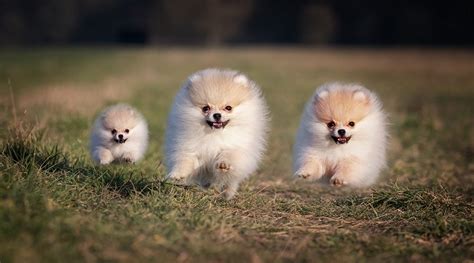 Chihuahua puppies for sale chihuahua dogs for adoption chihuahua breeders. 5 Best Dog Toys for Pomeranians (Reviews Updated 2020 ...