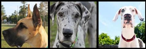 Make a donation to great dane rescue of south florida to help homeless pets find homes. Central Florida Great Dane Rescue | PETSIDI