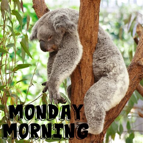 9 Clever Ways To Beat The Monday Blues Funny Koala Koala Meme Animals