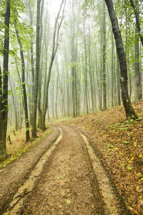 Foggy Forest With Dirt Road Stock Image Image Of Foggy Mystery 61167143