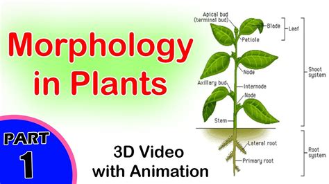 Morphology In Plants Morphology In Biology Cbse Biology Class Xi 1