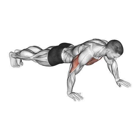 Push Ups How To Do Properly And Muscles Worked