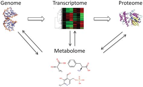 Frontiers Metabolomics And Its Application To Acute Lung Diseases