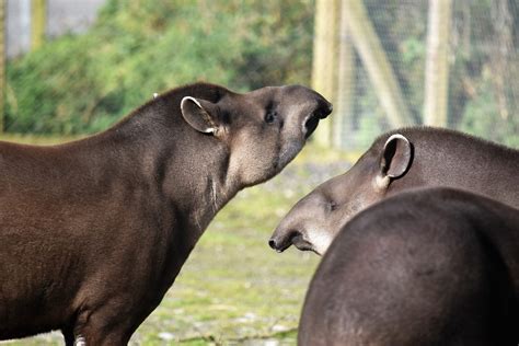Interesting Facts About Tapirs Wild Welfare