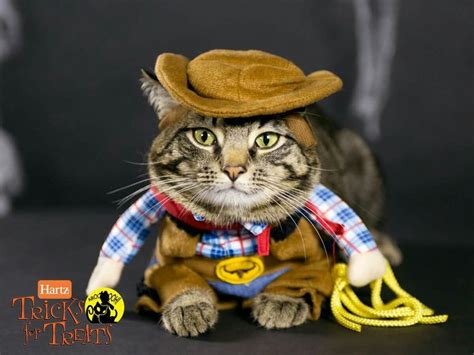 35 Best Catscowboycowgirl Images On Pinterest Cats Baby Kittens