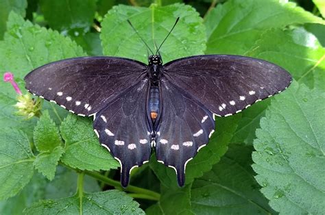 My manager wanted to add the wsus to this vm we really do not want to have a separate server for each role or app. MOSI Outside: Pipevine Swallowtail