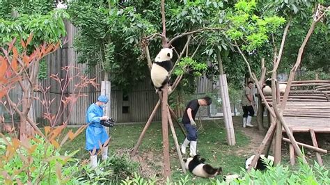 Baby Pandas Climbing Tree 成都パンダ幼稚園の木登り笑 Youtube