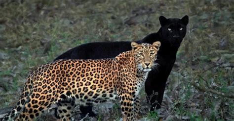 Look Photographer Captures Rare Image Of Leopard And Black Panther