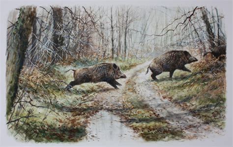 Dominique Pizon Wild Hog Hunting Art German Shorthaired Pointer Boar