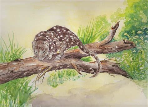 Quoll Spotted Tail Quoll Grahite Pencil And Watercolour O Flickr