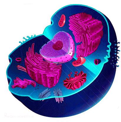 Animal cell picture with labels. Resourcemine: Differences between plant cell and animal cell