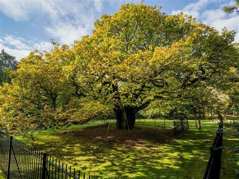 People urged to nominate 'special trees' for Tree of the Year contest ...