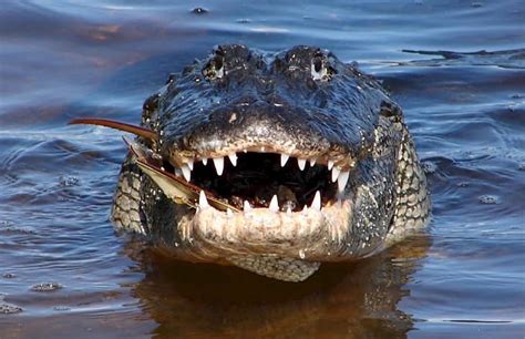 Bama Gator Hunters Discover Record Breaking Gator In Lake Eufaula Complex