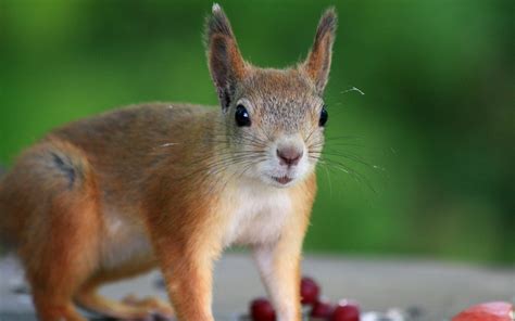 Wallpaper Wildlife Whiskers Berries Rodent Animal Fauna Mammal