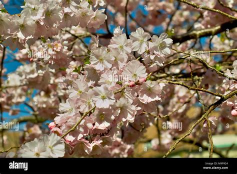 Pink Flowering Spring Cherry Accolade Prunus Serrulata Prunus